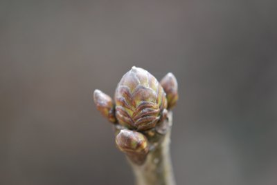 Quercus pontica - dub černomořský - detail axiálního pupenu